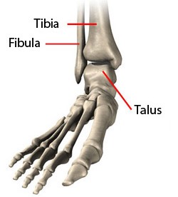 anatomy-of-the-ankle2