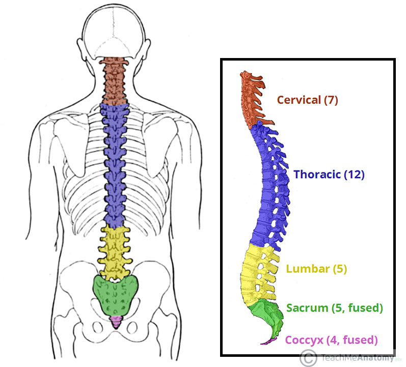 Overview-of-the-Different-Parts-of-the-Vertebral-Column-1