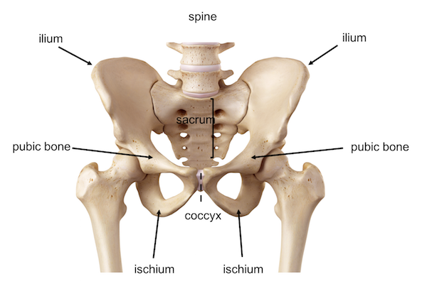 Definition Pelvis anatomy copy